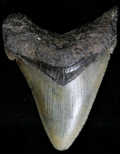 Juvenile Megalodon Tooth - South Carolina #18542